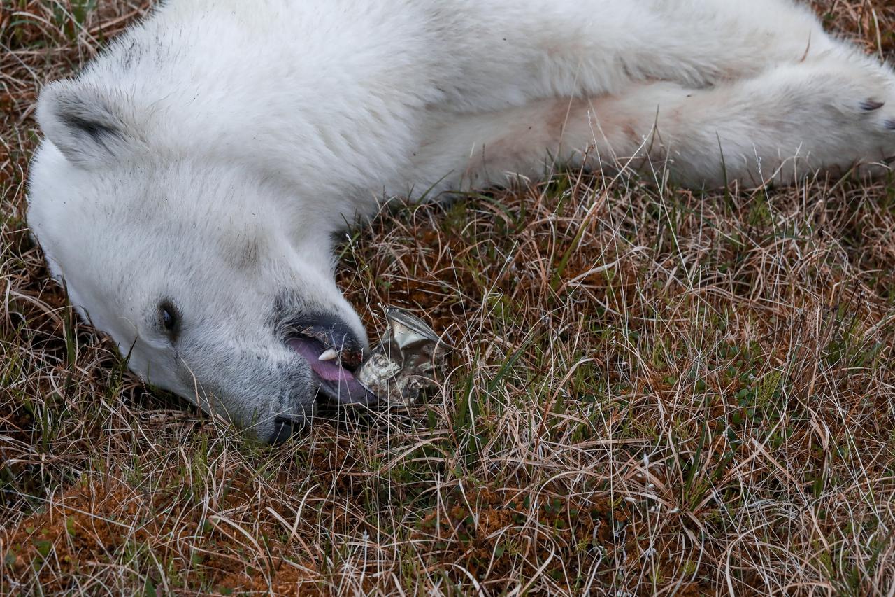 A sedated female polar bear whose tongue is stuck in a tin can, lays on the ground while being examined by veterinarians in Dikson