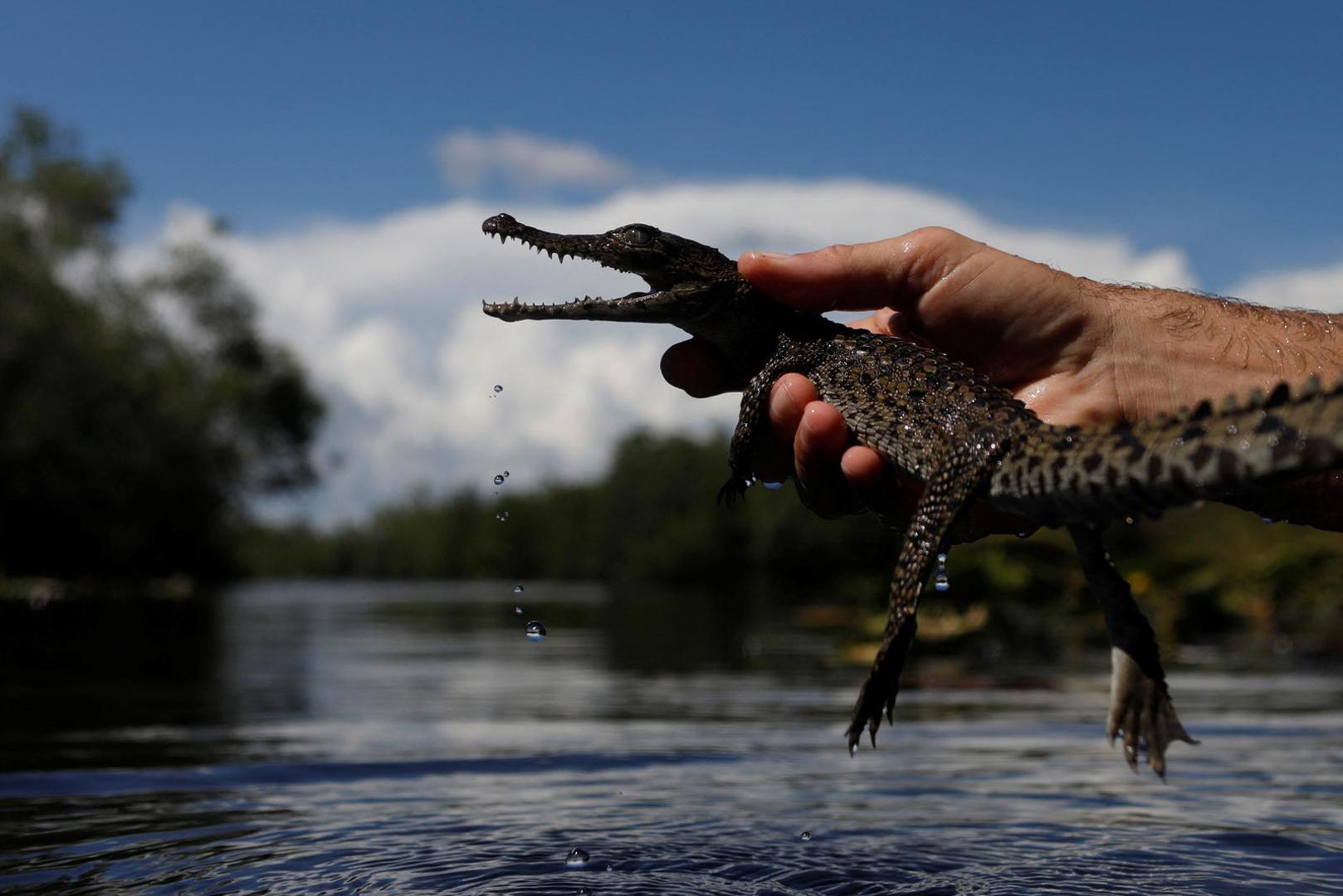 A Cuban crocodile (Crocodylus rhombifer) is released into nature at Zapata Swamp, Cienaga de Zapata, Cuba, August 24, 2022. Cuban crocodiles, an endemic species found only here and in a swamp on Cuba's Isle of Youth, are critically endangered and have the smallest natural habitat left of any living crocodile species, scientists say.       REUTERS/Alexandre Meneghini     SEARCH "MENEGHINI ZAPATA CROCODILES" FOR THIS STORY. SEARCH "WIDER IMAGE" FOR ALL STORIES.   TPX IMAGES OF THE DAY Photo: ALEXANDRE MENEGHINI/REUTERS