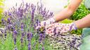 Ovo svi bacamo, a može pomoći da vaša lavanda i ružmarin rastu kao nikada prije