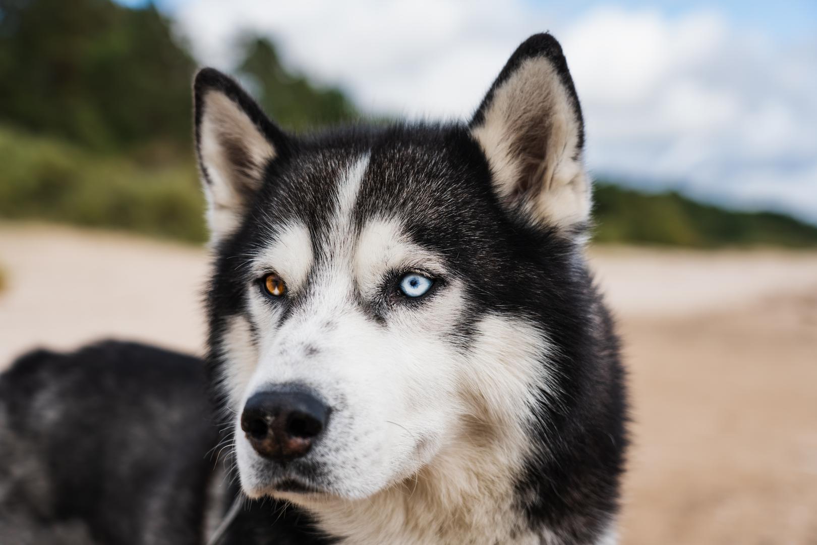 4. Haski: Problem s haskijima? Anksioznost, kaže veterinarka - zdravstveni problem i problem u ponašanju. Na popisu ponašanja sibirskih haskija, BeChewy označava tjeskobu zbog odvajanja kao potencijalni problem. 'Vaš sibirski haski može zavijati, cviliti ili na neki drugi način izražavati svoje nezadovoljstvo što napuštate kuću i što ga ostavljate samog', kažu stručnjaci, 'Vaš pas mora naučiti da će neko vrijeme biti dobro sam i da neće umrijeti ako mu se ne posveti svaka minuta u danu'.