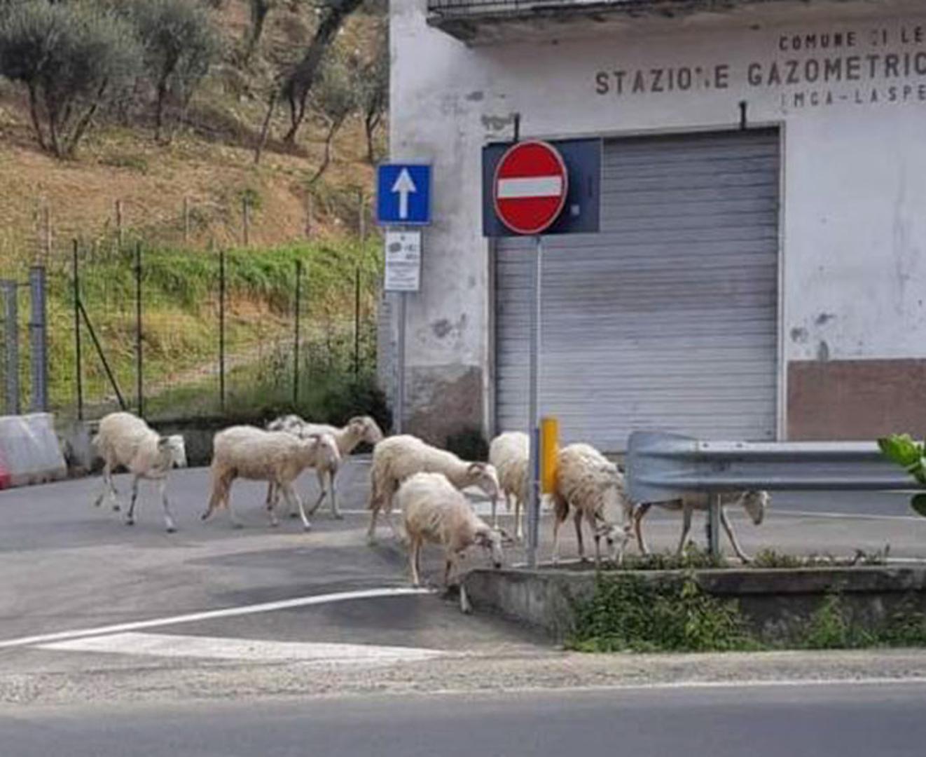 U Italiji su i ovce iskoristile priliku kako bi prošetala praznim ulicama i cestama.