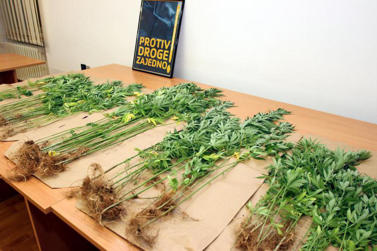 trava,konoplja,marihuana (1)