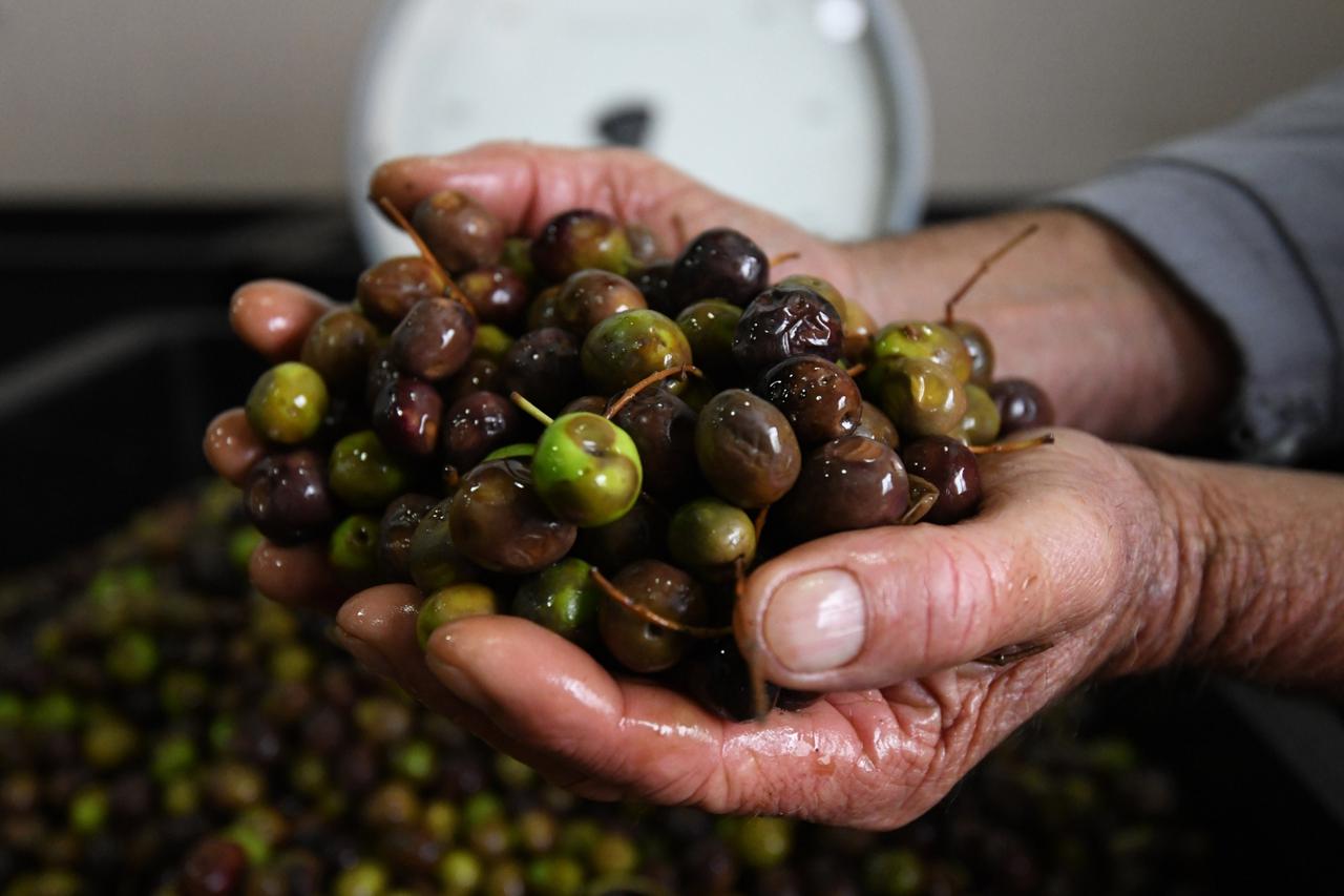 Primošten Burnji: Uljare za preradu maslinovoga ulja još uvijek imaju pune ruke posla