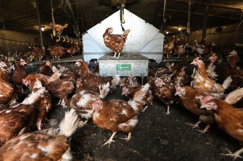 Donja Stubica: Farma nesilica Perfa