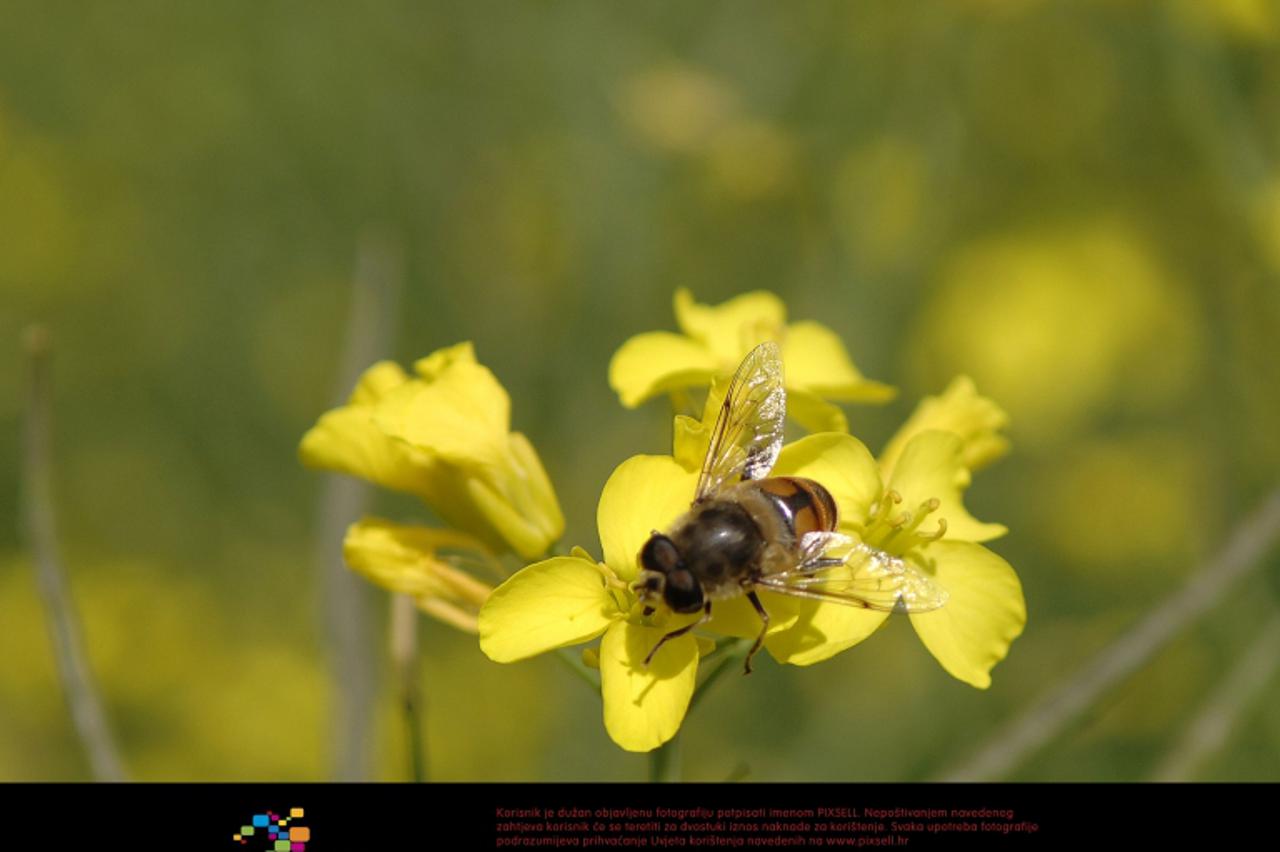 '08.05.2012., Mursko Sredisce - Nedostatak pcela za oprasivanje uljane repice. Ilustracija.  Photo: Vjeran Zganec-Rogulja/PIXSELL'
