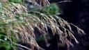 Veterinarians Warn of Deadly Summer Danger: This Seemingly Harmless Grass Can Be Fatal to Dogs