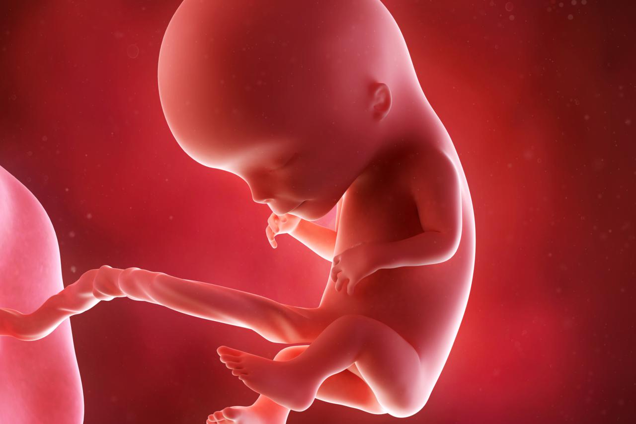fetus beba