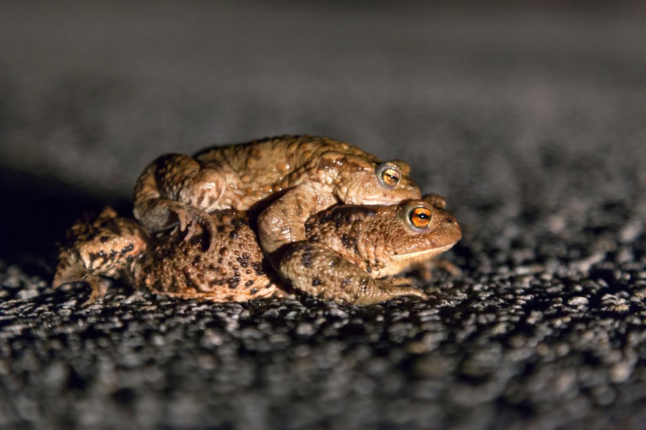 Bluno: No?ne fotografije migracije žaba krasta?a