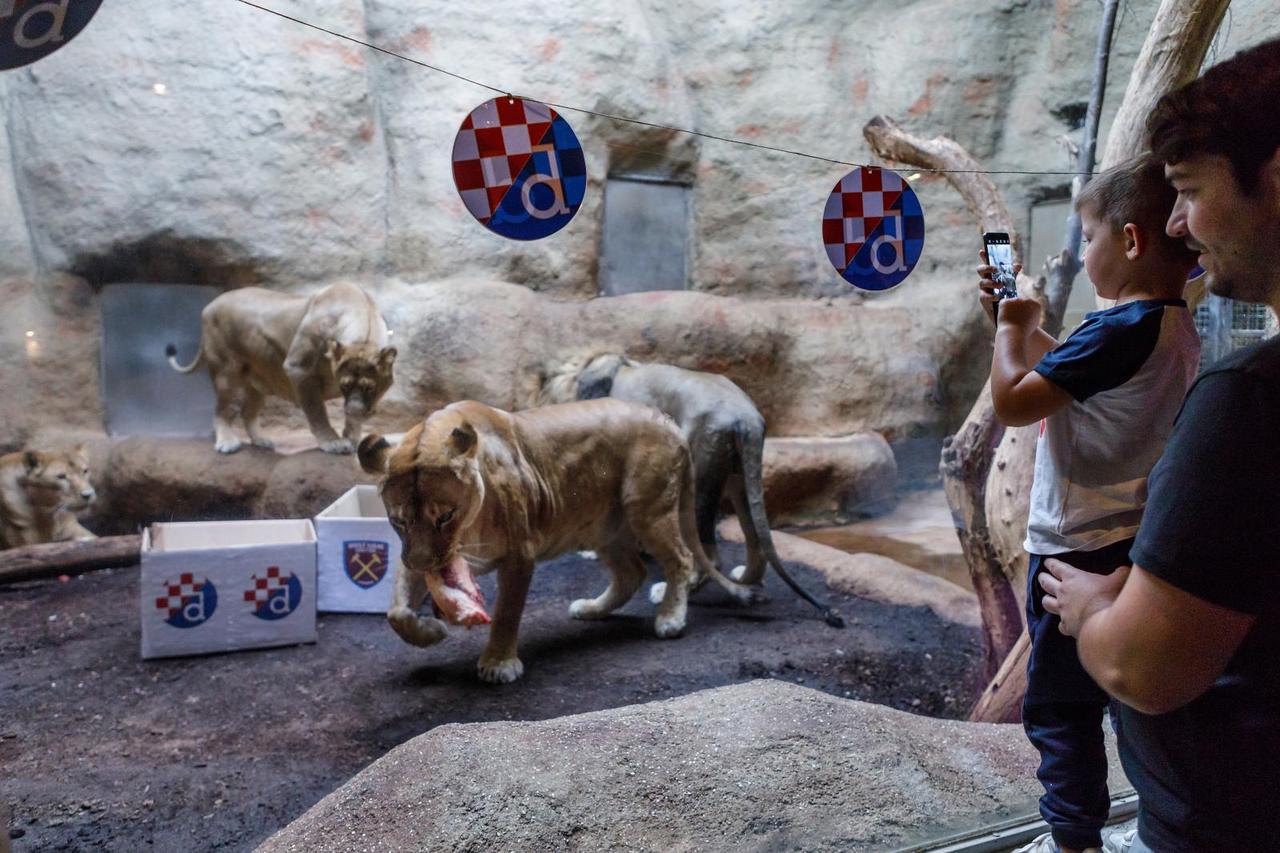 Zagrebački ZOO organizirao lavlju prognozu rezulatata utakmice Dinamo - West Ham