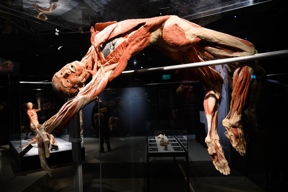 Zagreb: Konferencija uoči otvorenja izložbe seciranih ljudskih tijela Body Worlds Vital