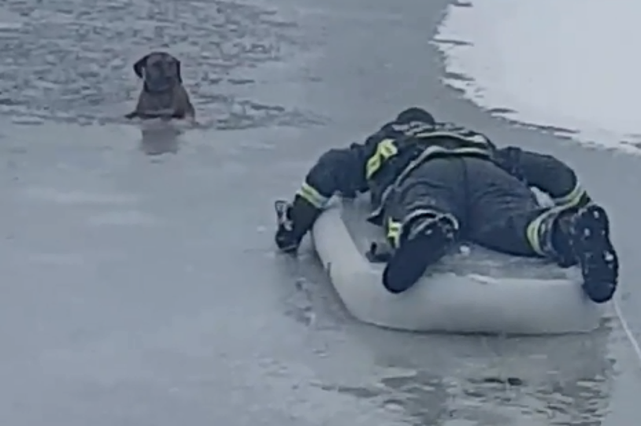 Spašavanje psa iz rijeke u Vukovaru