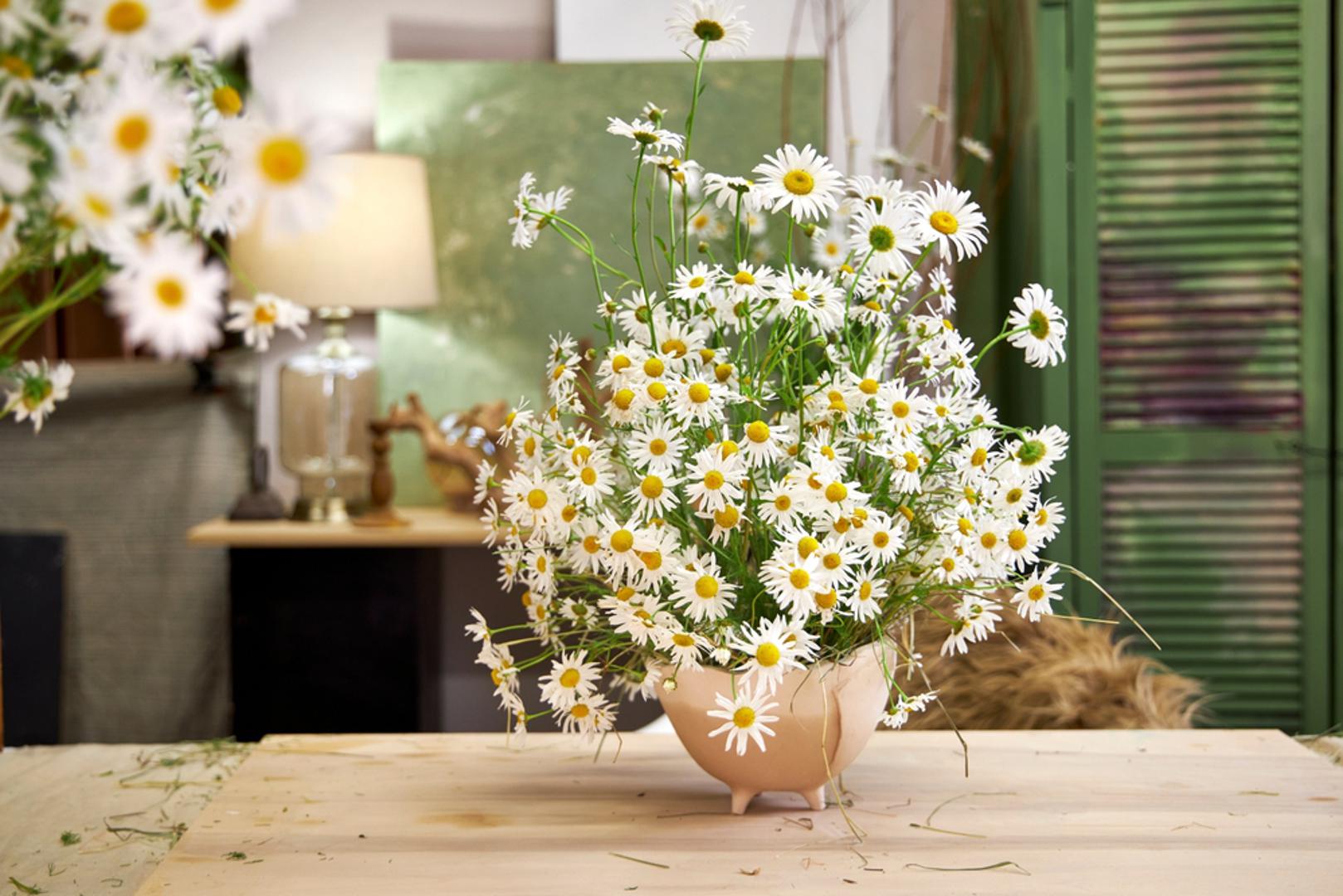 Tratinčice: Vesele, nježne tratinčice često se povezuju s nevinošću, čistoćom i vedrinom, a također predstavljaju istinsku i odanu ljubav. Najčešći izbor za Valentinovo, crvene tratinčice vezane su za strast i ljubav, a ružičasti cvjetovi predstavljaju i ljubav i radost.