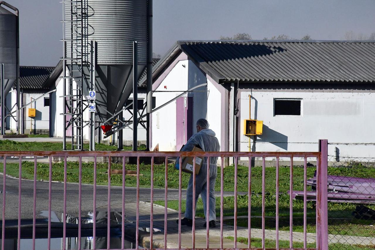 Slavonski Kobaš: Vindonova farma purana na kojoj je otkrivena ptičja gripa