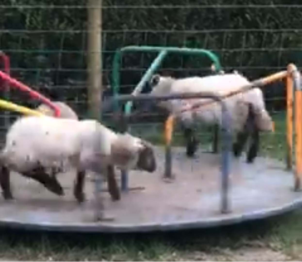 Dok su djeca u kućama, janjci se igraju na njihovom igralištu u Americi.