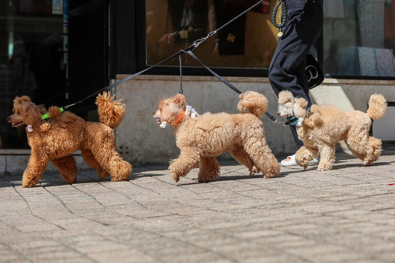 Zagreb: Današnji sunčan dan idealan je za šetnju gradom s četveronožnim ljubimcima
