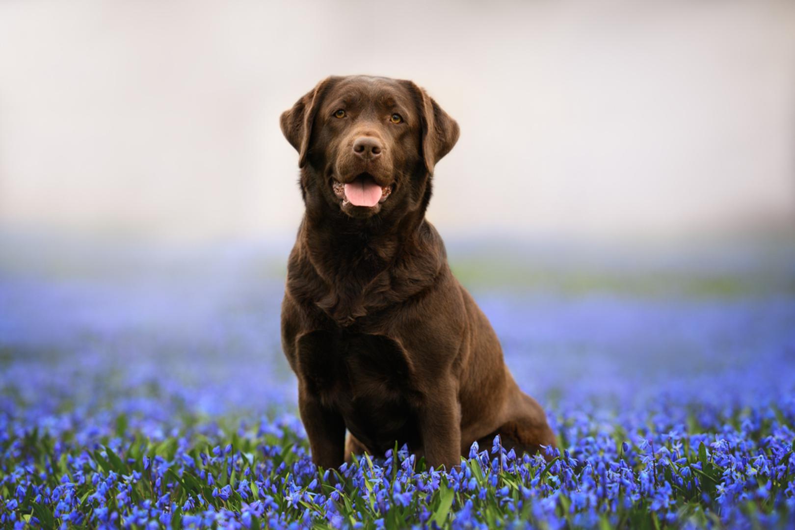Labrador retriver: Labrador retriver godinama je jedna od najpopularnijih pasmina, posebice u velikim obiteljima. Poznat je po svojoj nježnosti, odanosti, inteligenciji, energiji i sjajnom temperamentu. Ovi psići vole djecu i druge ljubimce te se često koriste kao terapijski psi zbog svoje empatije.