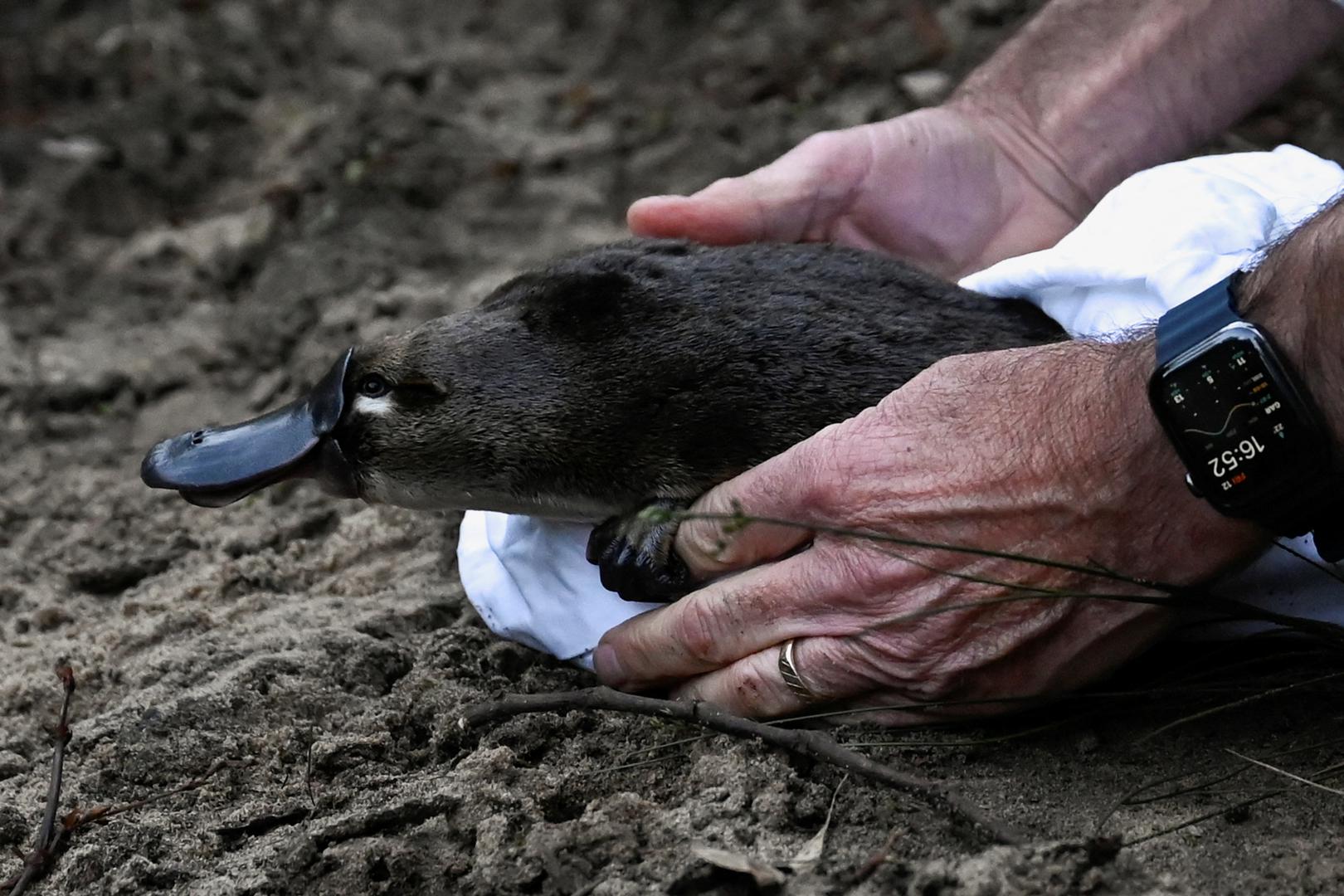A platypus is released by CEO of Taronga Zoo Cameron Kerr and Scientists back into Sydney's Royal National Park for the first time in over fifty years, in Sydney, Australia, May 12, 2023.  REUTERS/Jaimi Joy Photo: JAIMI JOY/REUTERS