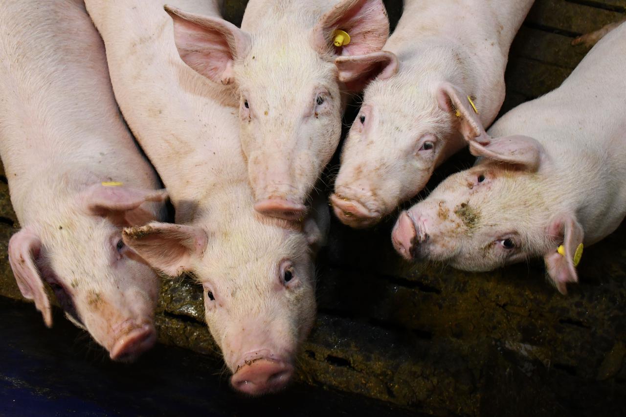 Donja Vrba: Farma svinja OPG Domagoja Becka
