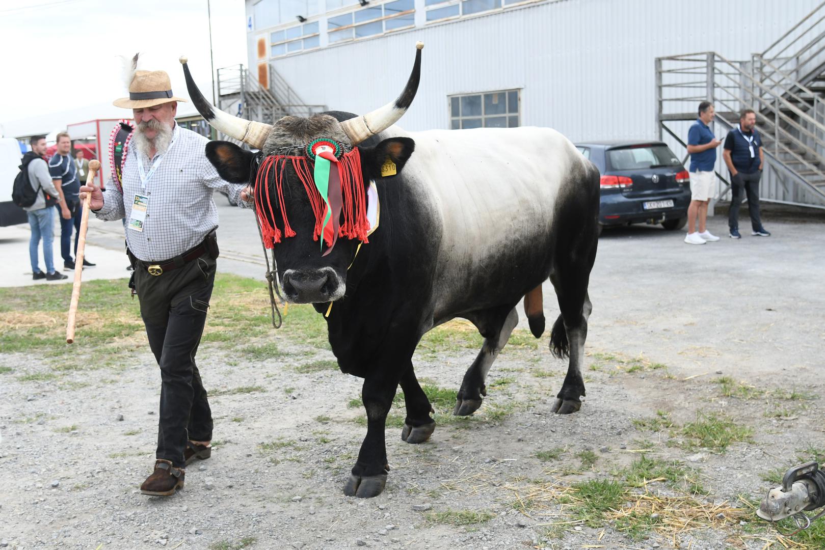 Boškarin Monte osvojio šampionsku titulu i prestižno šampionsko zvono