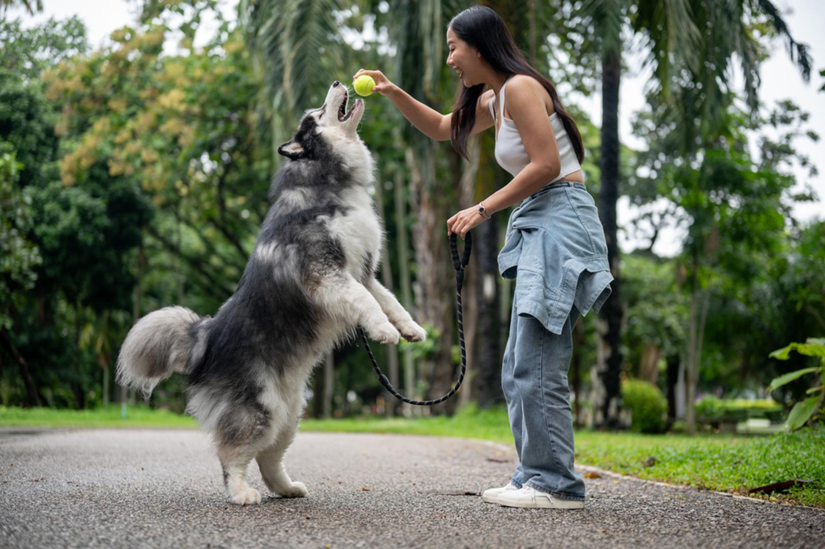 Ovan: Ljubimci rođeni u znaku Ovna poznati su po ogromnoj količini energije i neustrašivosti. Vrlo su znatiželjni i stalno u pokretu. Obožavaju igru, posebno s drugim životinjama, i često će preuzeti inicijativu u društvu. No, ponekad mogu biti impulzivni ili čak tvrdoglavi. Ako im se nešto ne svidi, njihova reakcija može biti burna. Najbolje se slažu s vlasnicima u znaku Vage koji donose ravnotežu.