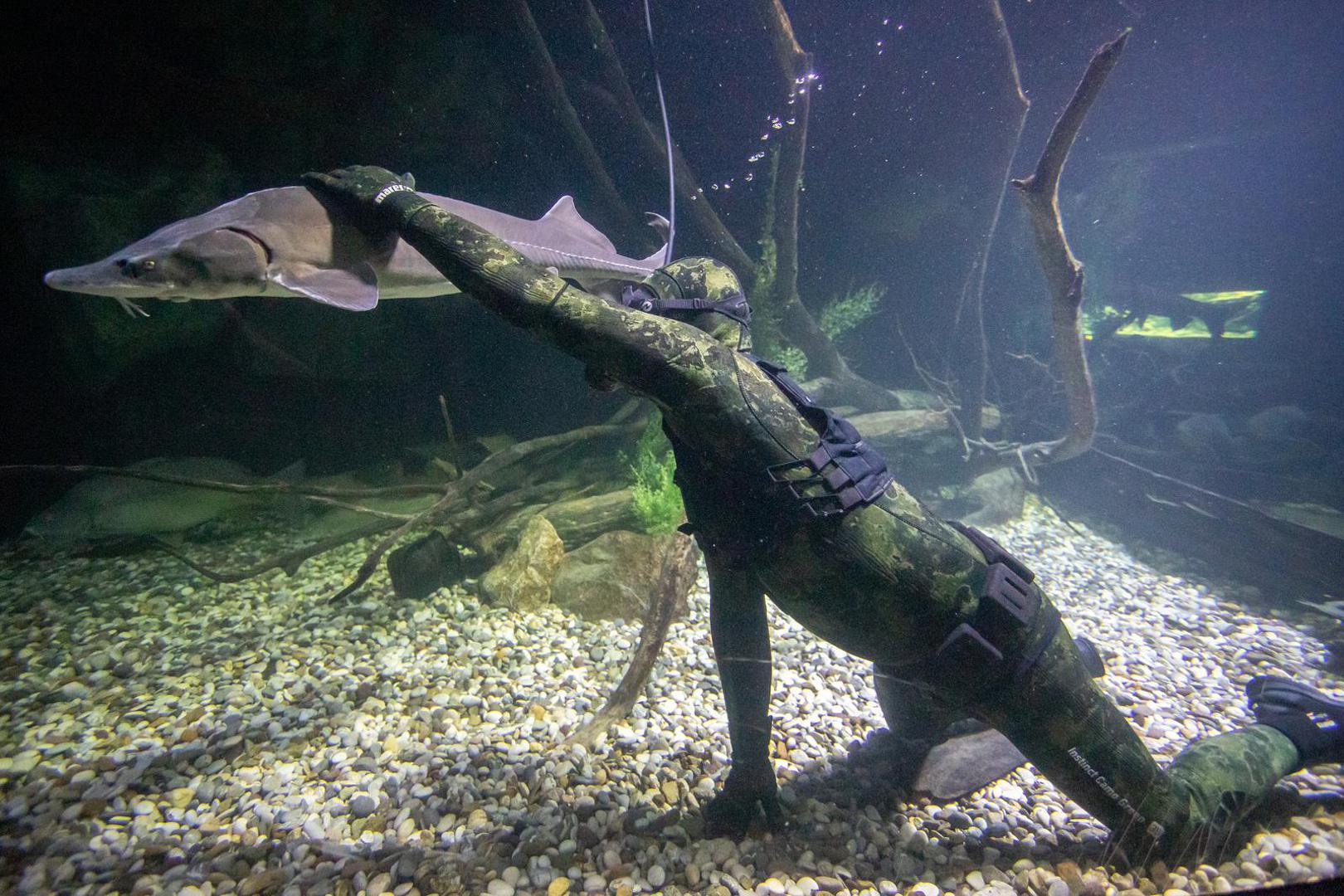 14.11.2023., Karlovac - Marin Jarnjak ronioc je u Slatkovodnom akvariju - Aquatika gdje svakog tjedna uranja u akvarije koje cisti i odrzava. Tijekom ciscenja Marin se igra sa ribama, posebice jesetrama koje su drustvene i vole mu jesti iz ruke. Photo: Kristina Stedul Fabac/PIXSELL