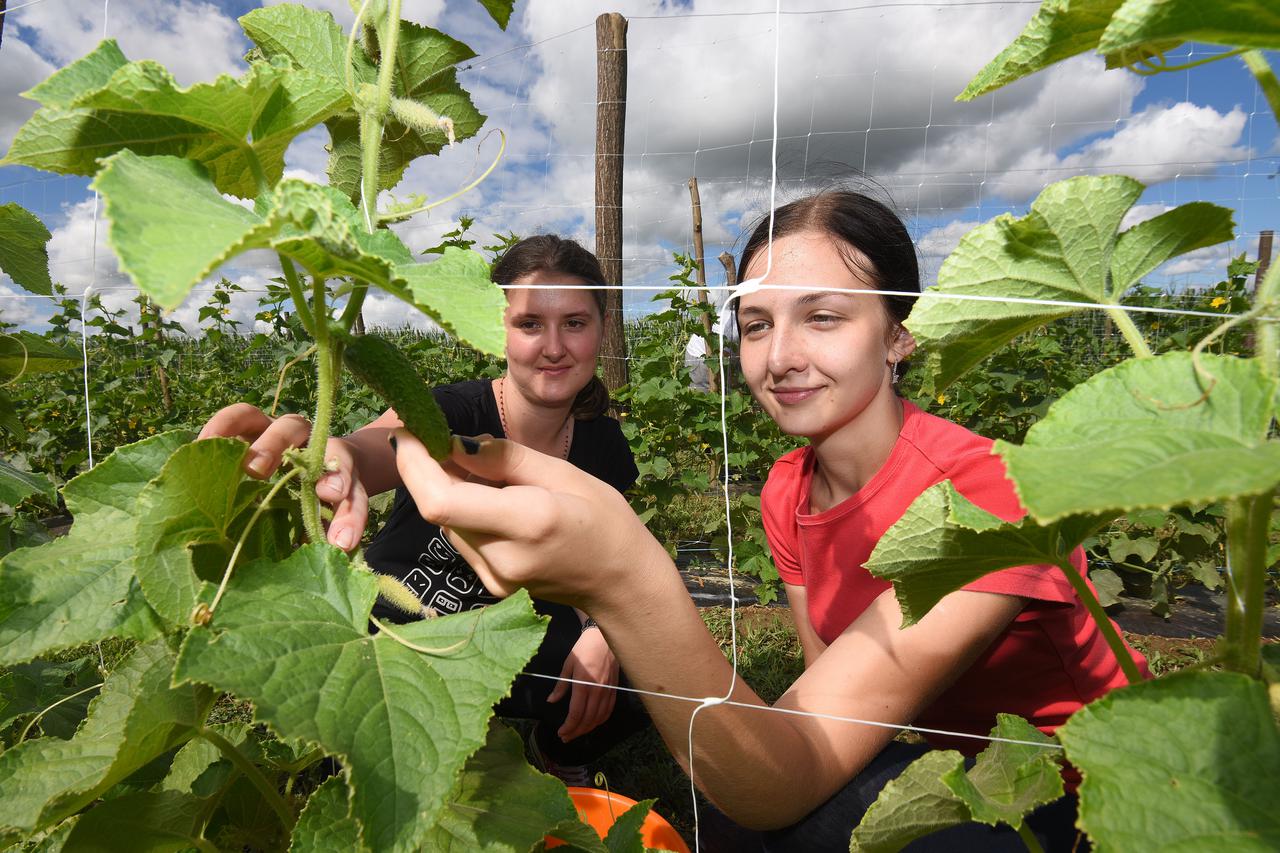 14.07.2016., Petrijanec- Berba krastavaca na zemljistu opcine Petrijanec. Photo: Vjeran Zganec Rogulja/PIXSELL