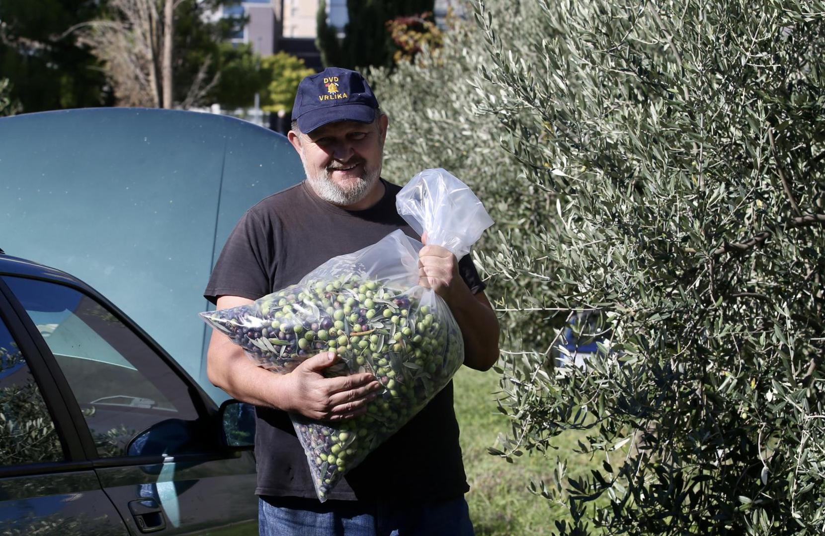 22.10.2020., Split - Branitelji i ove godine u akciji branja maslina ispred bolnice Krizine. Photo: Ivo Cagalj/PIXSELL