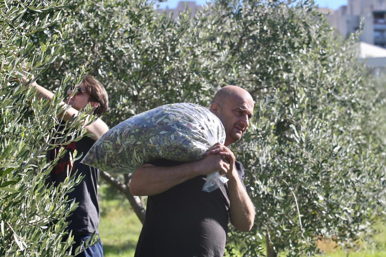 Split: Branitelji beru masline ispred bolnice Križine