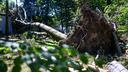 Zagreb residents decry neglect of Mallinov Park after storm damage