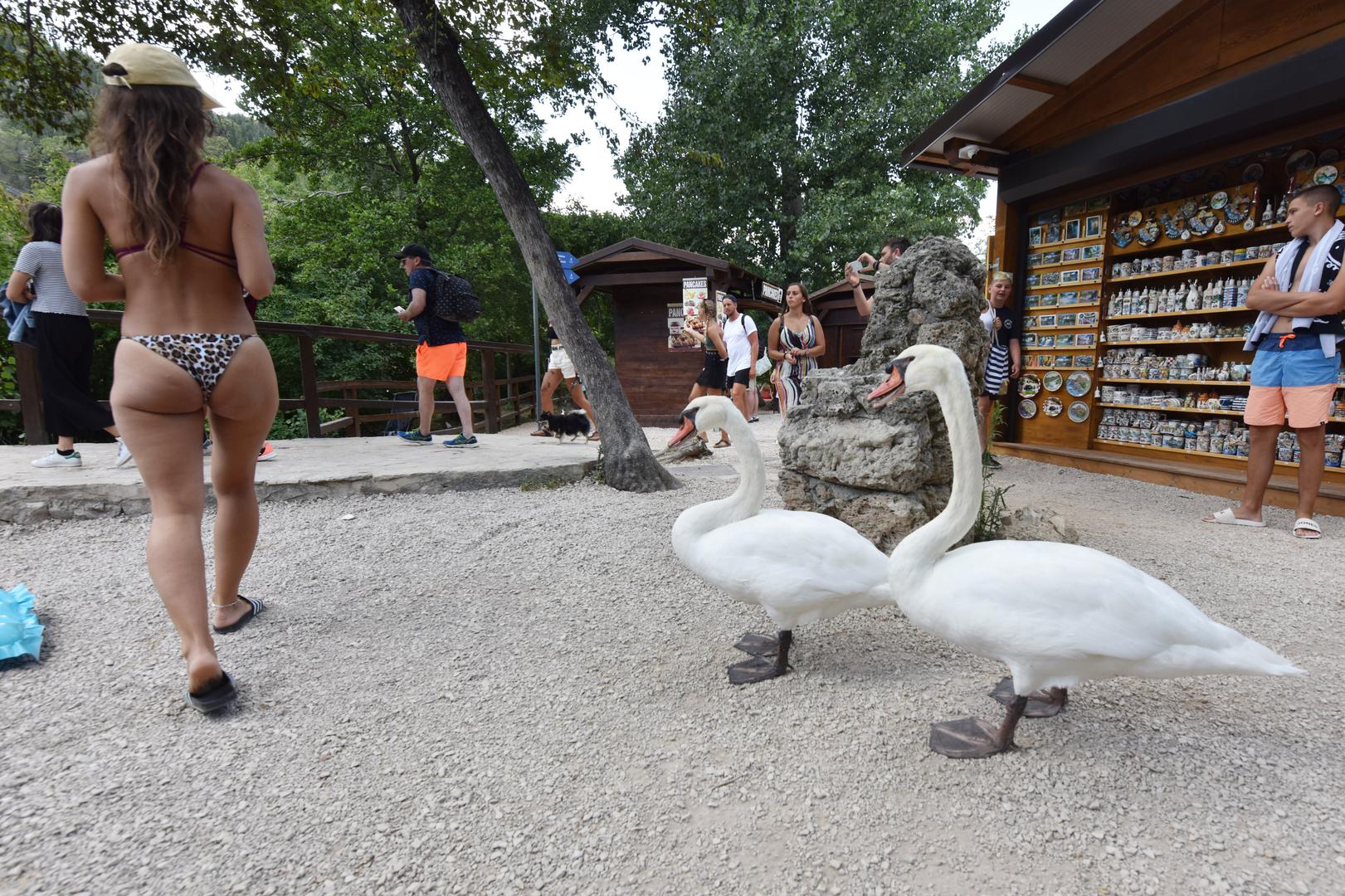 Dva labuda koja šeću Nacionalnim parkom Krka prava su turistička atrakcija.