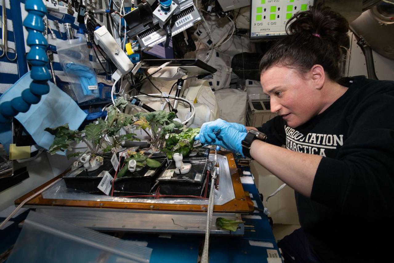 salata uzgojena u svemiru