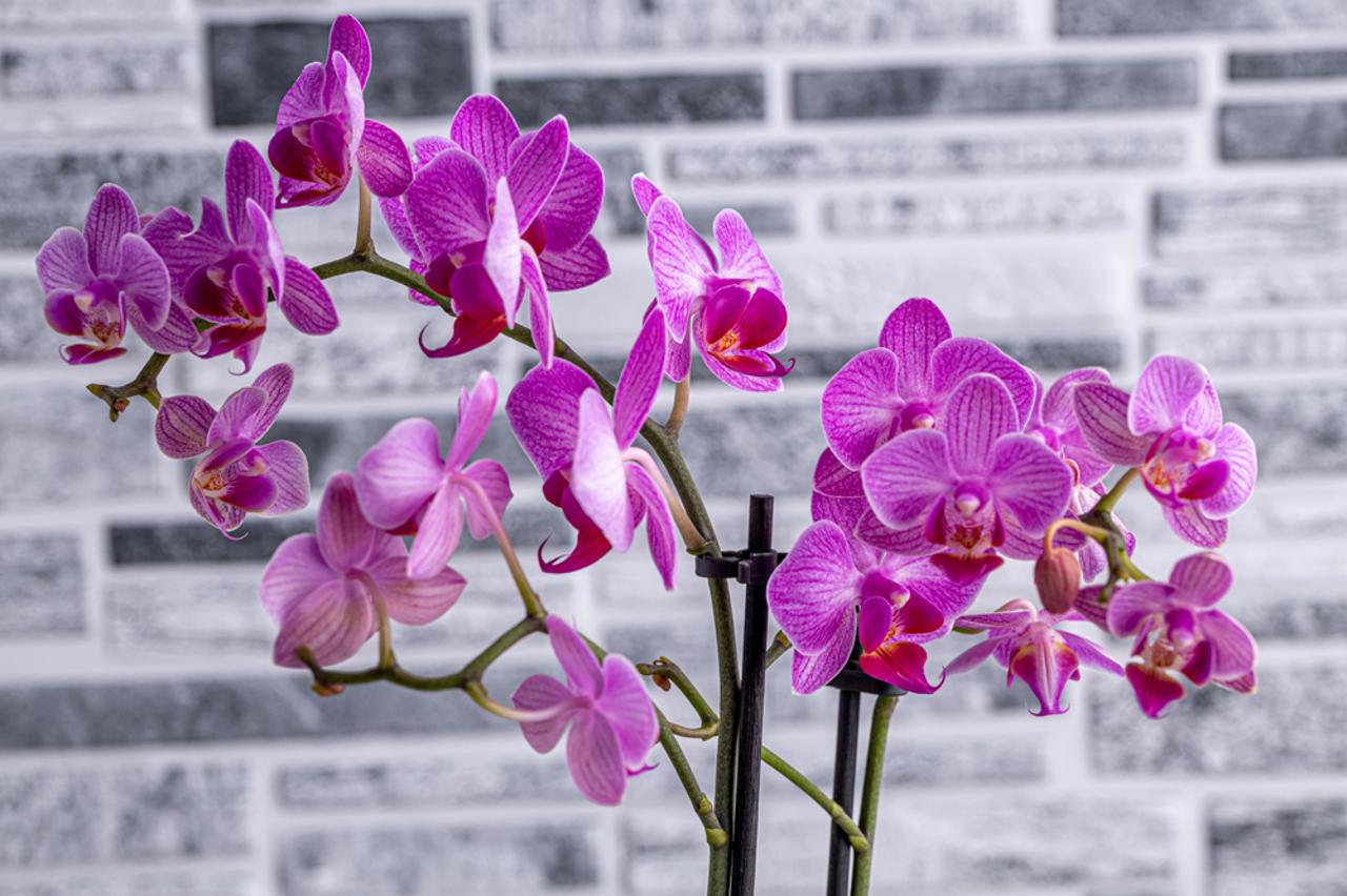 Orhideja (Phalaenopsis)