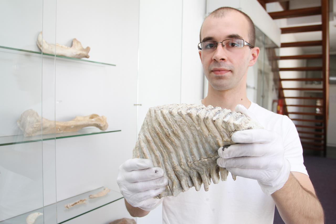 22.07.2015., Karlovac - U Gradskom muzeju Karlovac cuvaju se kosti mamuta i spiljskog medvjeda kojih na ovim prostorima nema vec 10 tisuca godina. Vrijedni eksponati dokaz su da je karlovac bio dio migracijskih puteva mamuta. Kosti su pronadene na podrucj