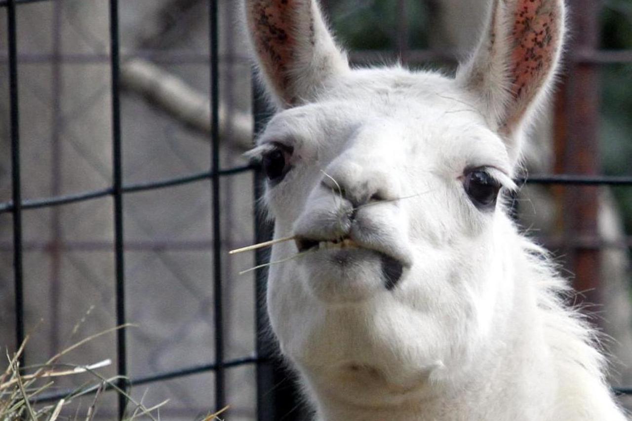 ljama