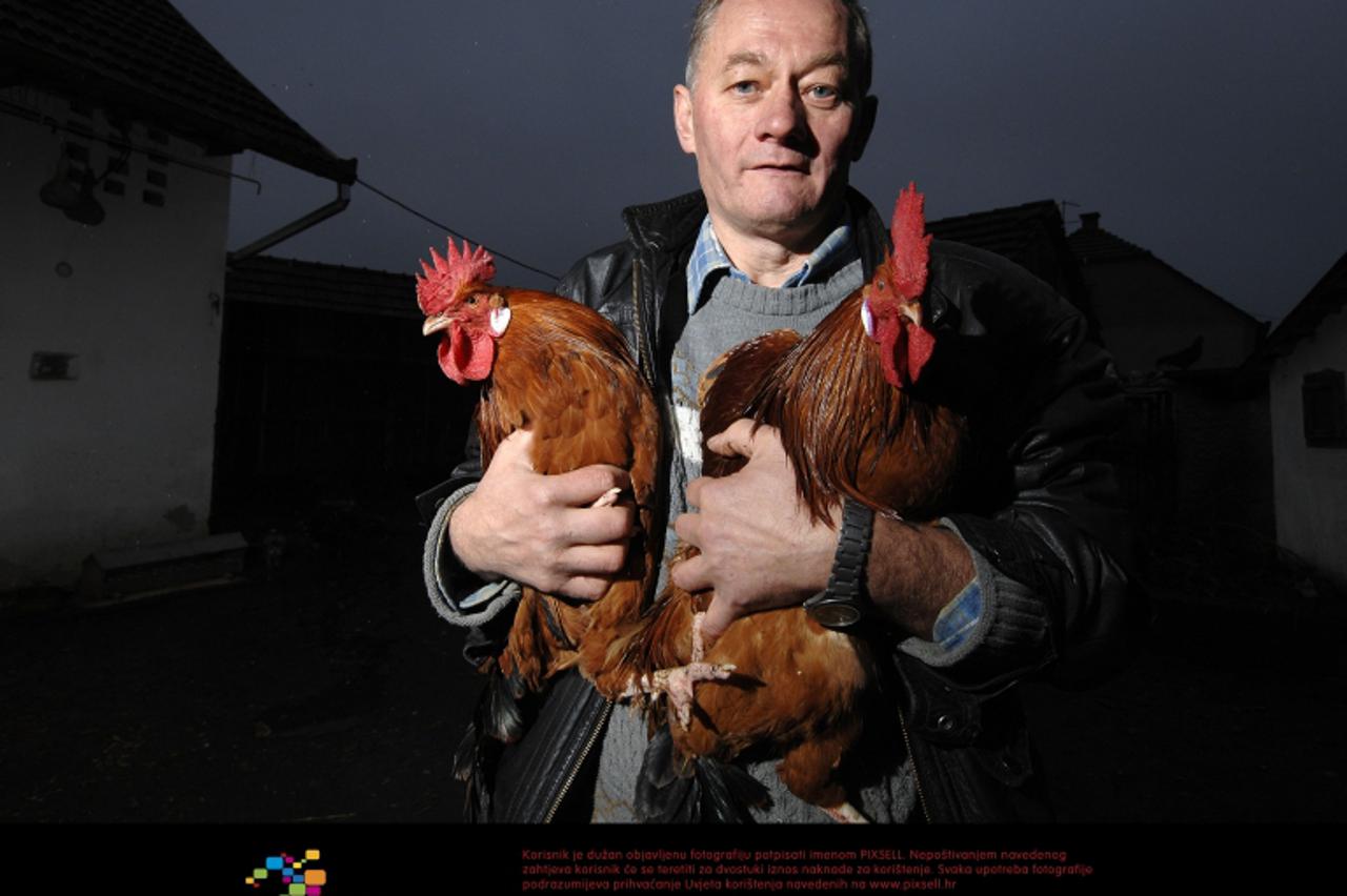 '24.10.2011., Kotoriba - Djuro Golubic iz Kotoribe uzgajivac je posebne vrste kokosi - kokos Hrvatica. Photo: Vjeran Zganec-Rogulja/PIXSELL'