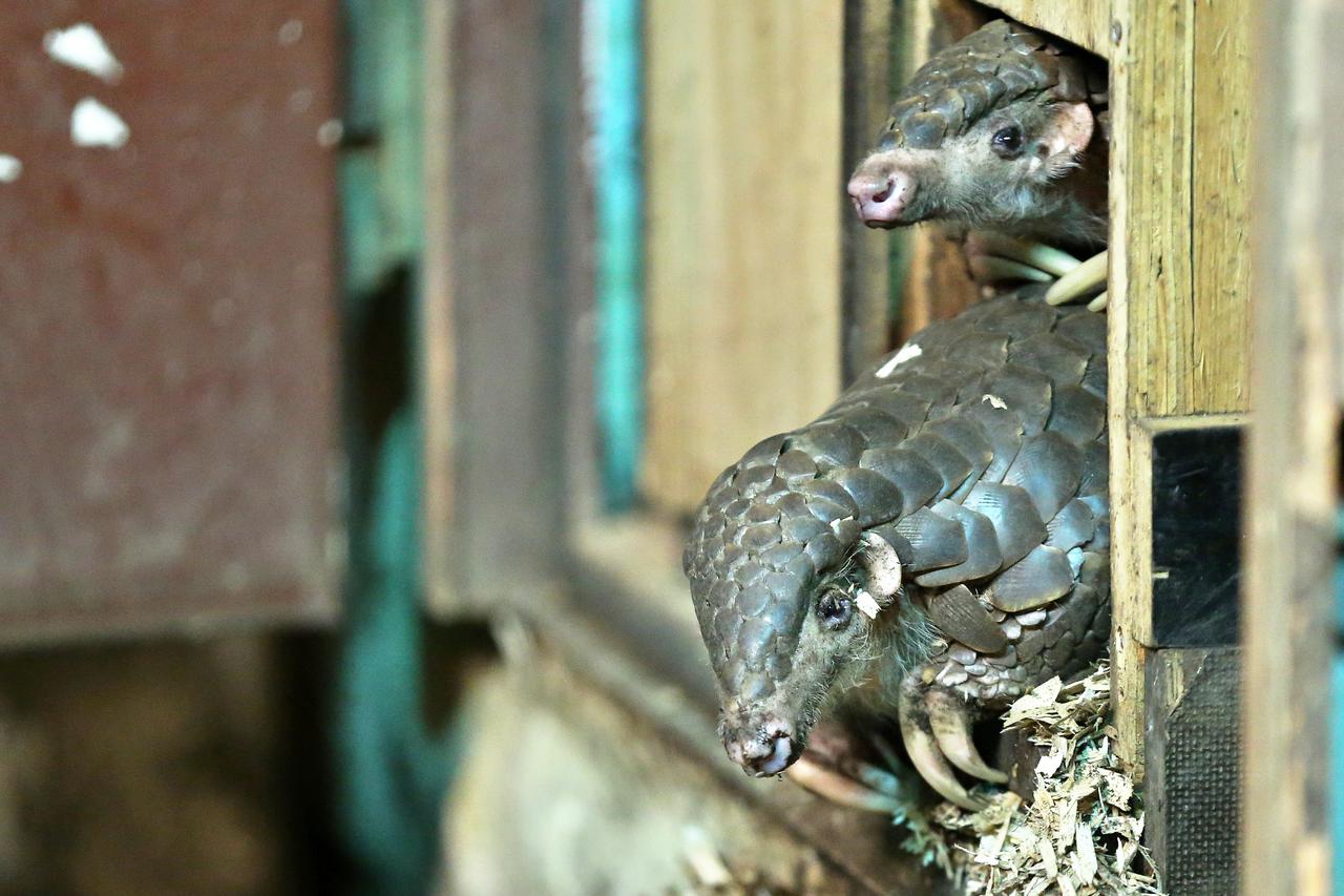 Leipzig zoo plans on breeding pangolins