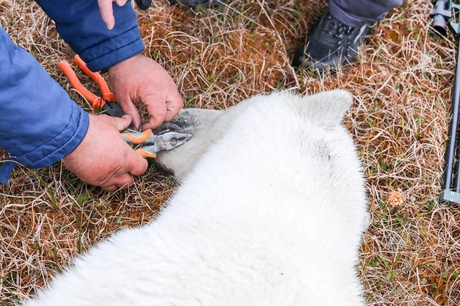 Specialists remove a tin can from a tongue of a sedated female polar bear in Dikson