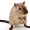 Avatar Gerbil ti pije krv