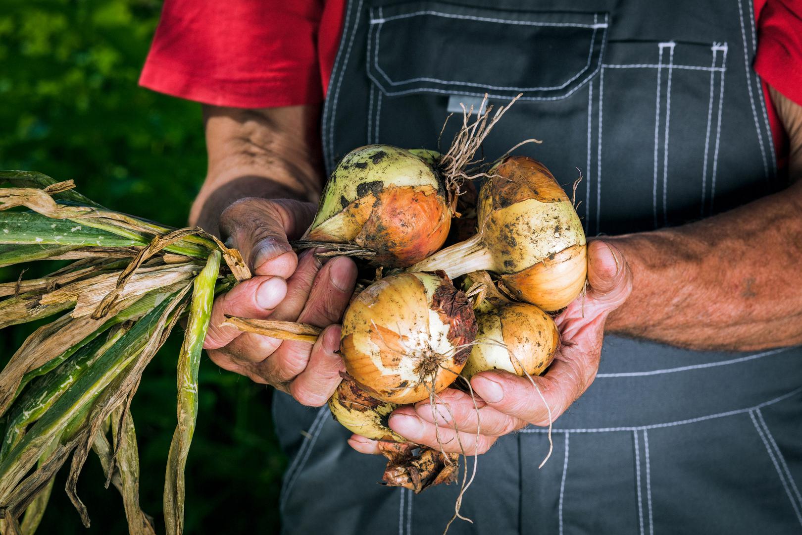 Luk: Zimski luk može se posaditi sadnjom otpornijih sorti, bilo iz sjemena ili gotovih lukovica, od listopada do siječnja, što vam daje prednost na početku vegetacijske sezone. Kao alternativu za pouzdaniji početak, posijte sjeme u zatvorenom prostoru od sredine zime do ranog proljeća prije presađivanja na otvoreno u proljeće ili posadite izravno vani u proljeće kada temperatura tla poraste.