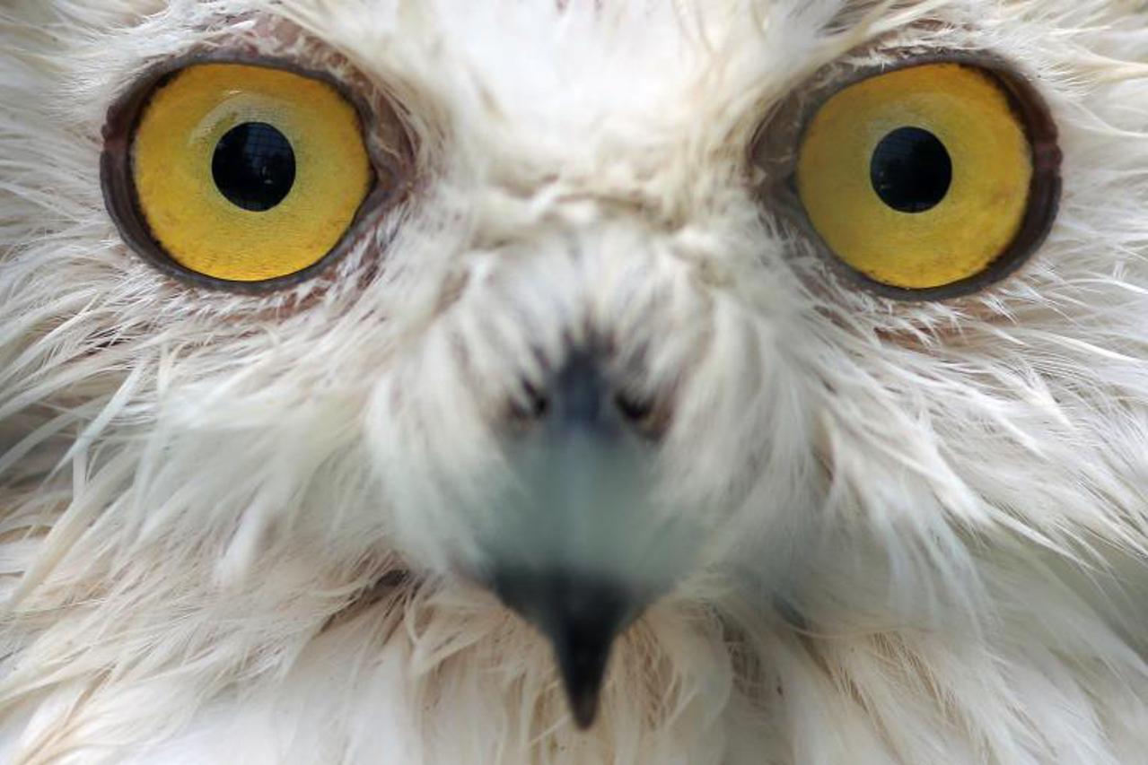 I životinjama u ZOO-u je vruće (1)