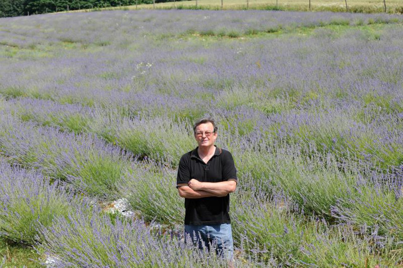lavanda