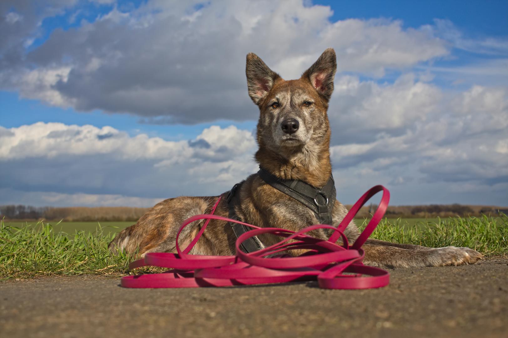 Ne samo da je neugodno otpetljavanje uzice, već i usporava vrijeme šetnje. Ako se možete poistovjetiti, niste sami. Ovo je čest problem s kojim se susreću mnogi vlasnici pasa, ali mi imamo rješenja za vas. U nedavnoj objavi na Instagramu, Jenna Pellerito, trenerica pasa, otkrila je šest savjeta za učinkovitije upravljanje dugim povodcem. 