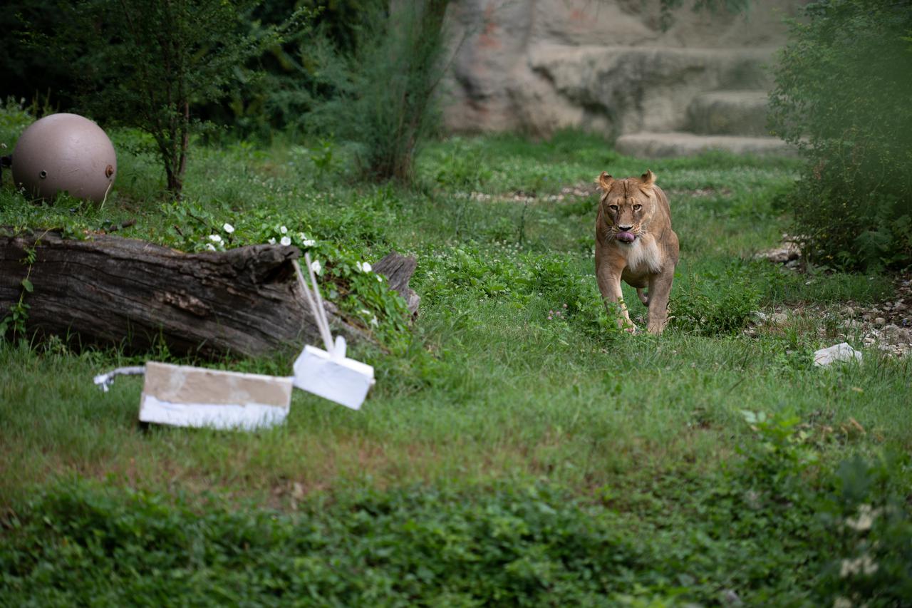 Zagreb: Lavice Ayana i Nyota slave 19. rođendan