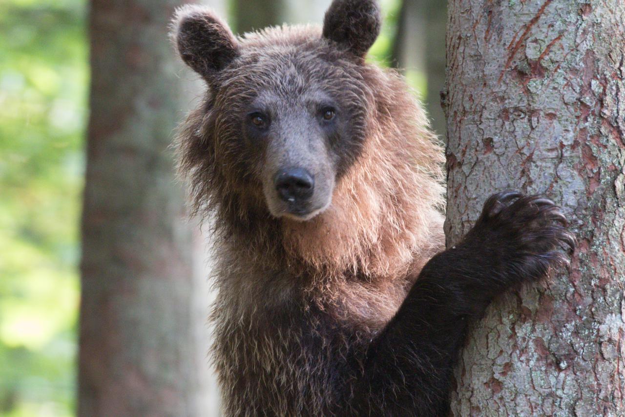 smeđi medvjed