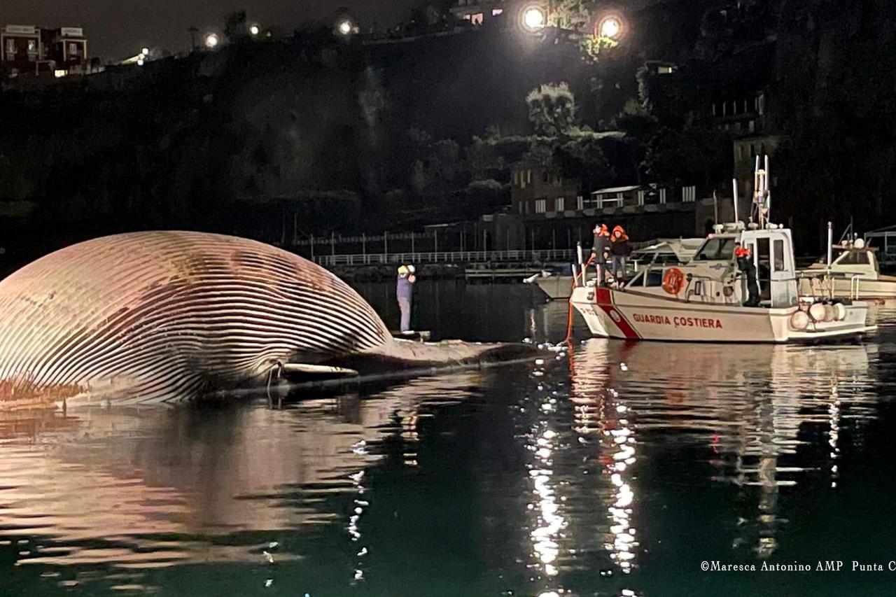 Coastguard discover dead whale near Naples