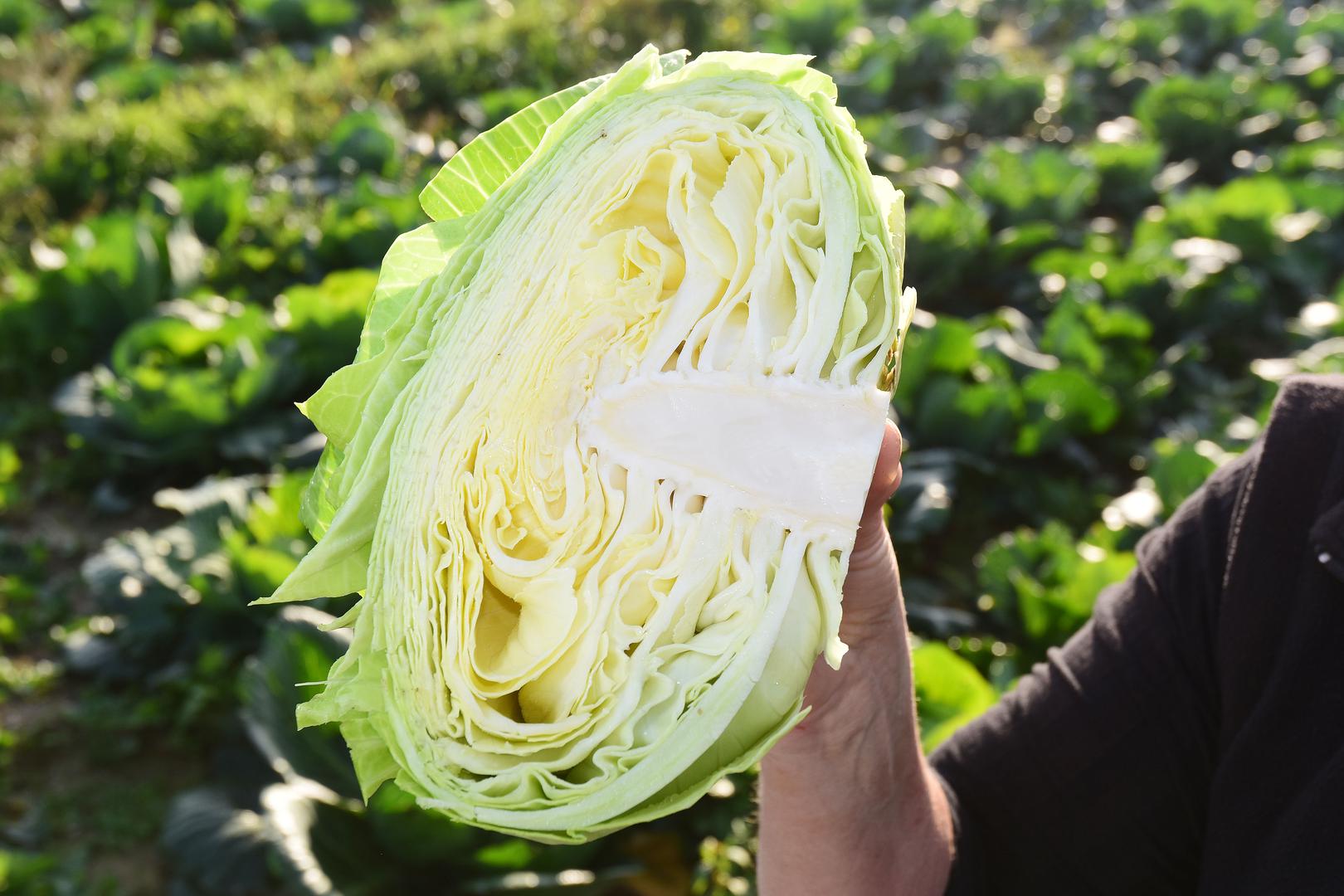 17. Varaždinsko zelje - proizvod koji se dobiva od autohtone sorte varaždinski kupus. Zbog svog specifičnog oblika tradicionalno se koristi u pripremi domaćih specijaliteta varaždinskog kraja, odnosno područja na kojem se proizvodi.