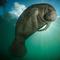 Avatar Florida_manatee