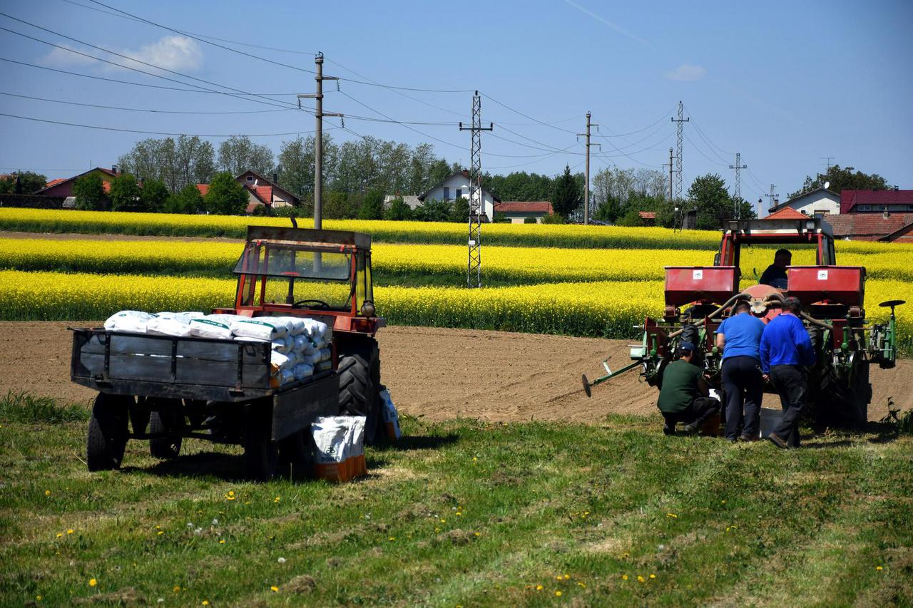 Koprivnica: Sjetva kukuruza