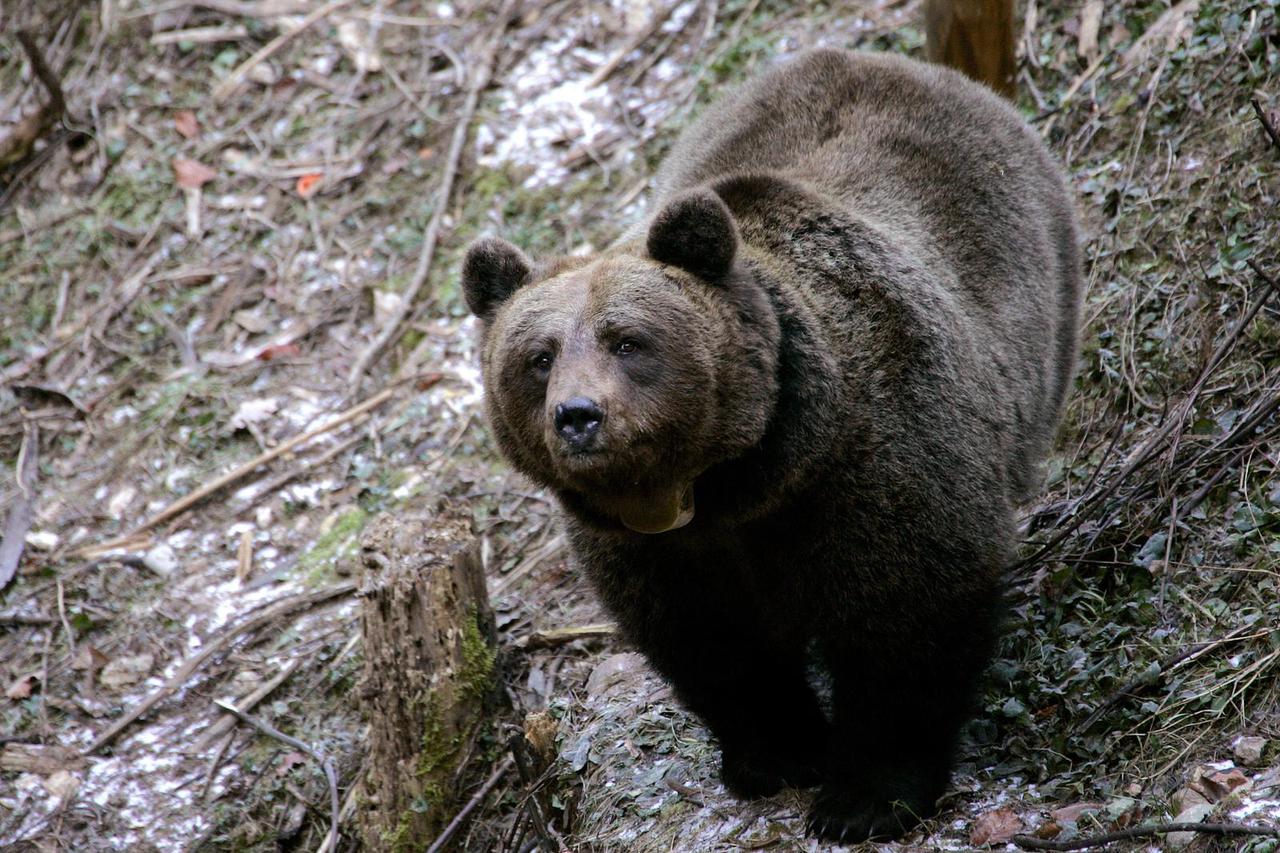FILE PHOTO: Yurka, an 8-year-old female brown bear, walks in the Saint Romedio sanctuary in Sanzeno, in the northern Italian province of Trento