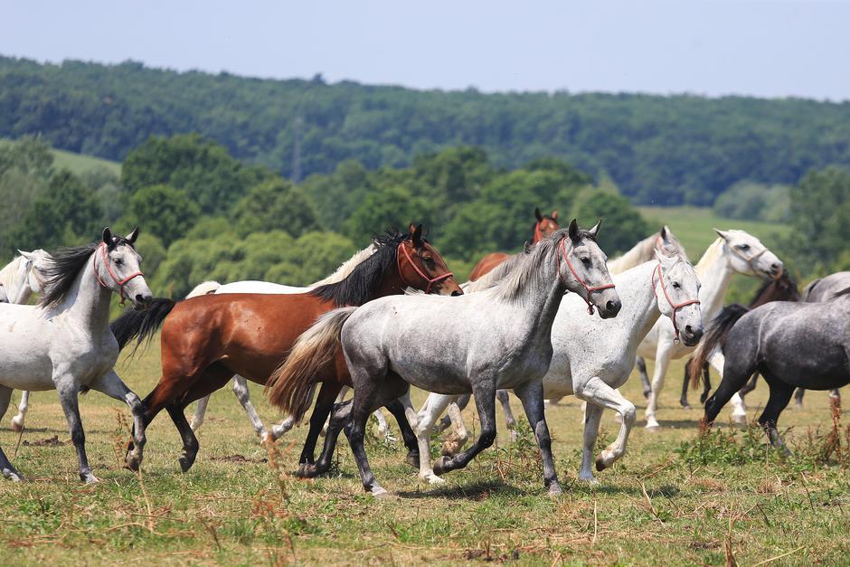 Lipicanci su ponos Lipika i Đakova